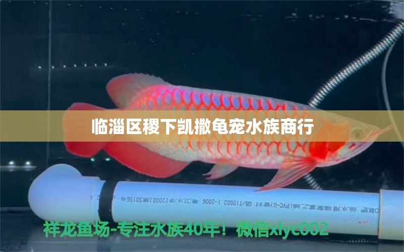 臨淄區(qū)稷下凱撒龜寵水族商行 烏龜