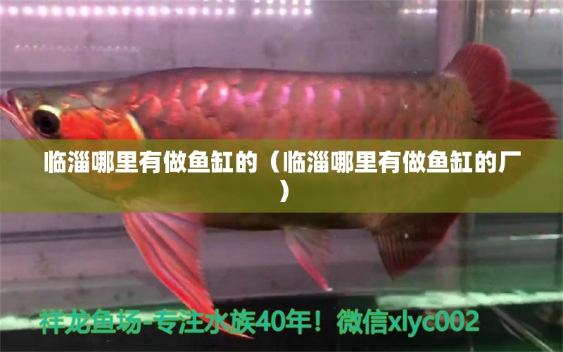 臨淄哪里有做魚缸的（臨淄哪里有做魚缸的廠）