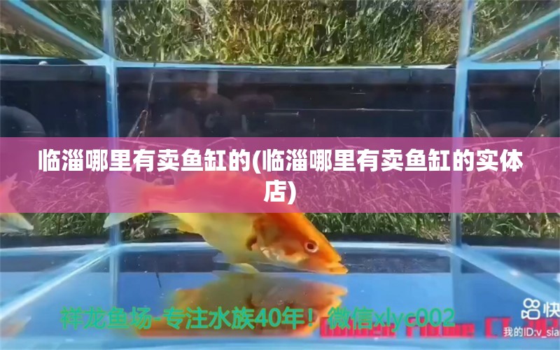 臨淄哪里有賣魚缸的(臨淄哪里有賣魚缸的實體店) 可麗愛魚缸