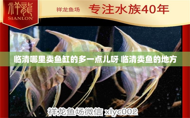 臨清哪里賣魚缸的多一點兒呀 臨清賣魚的地方 魚糧魚藥 第1張