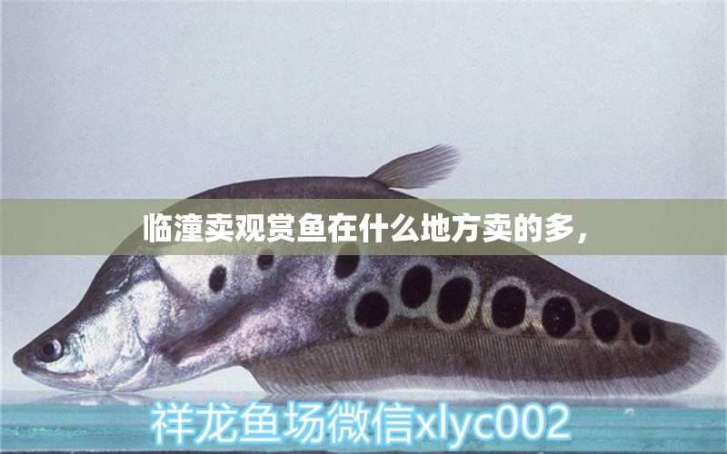 臨潼賣觀賞魚在什么地方賣的多， 過背金龍魚