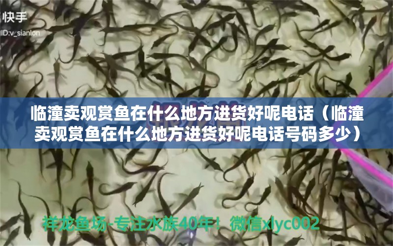 臨潼賣觀賞魚在什么地方進貨好呢電話（臨潼賣觀賞魚在什么地方進貨好呢電話號碼多少）