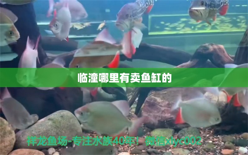 臨潼哪里有賣魚缸的 其他品牌魚缸