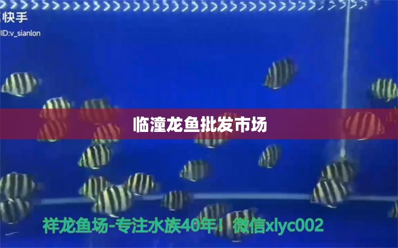 臨潼龍魚(yú)批發(fā)市場(chǎng) 龍魚(yú)批發(fā)