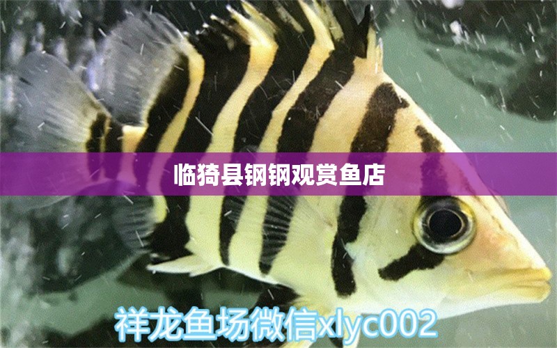 臨猗縣鋼鋼觀賞魚店 全國水族館企業(yè)名錄