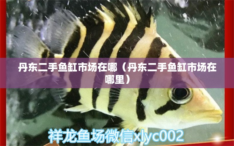 丹東二手魚缸市場在哪（丹東二手魚缸市場在哪里） 觀賞魚市場（混養(yǎng)魚）