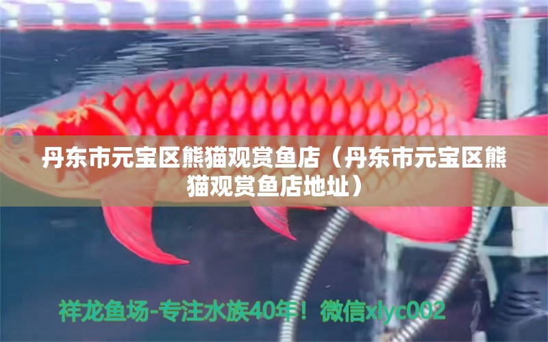 丹東市元寶區(qū)熊貓觀賞魚店（丹東市元寶區(qū)熊貓觀賞魚店地址）