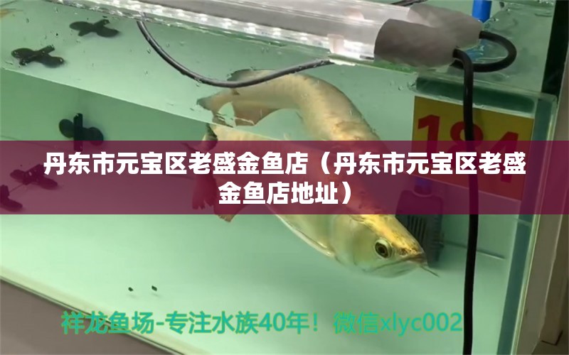 丹東市元寶區(qū)老盛金魚店（丹東市元寶區(qū)老盛金魚店地址）