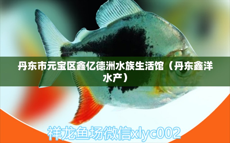 丹東市元寶區(qū)鑫億德洲水族生活館（丹東鑫洋水產）