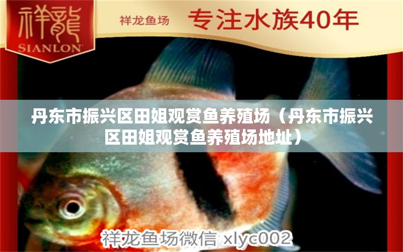 丹東市振興區(qū)田姐觀賞魚(yú)養(yǎng)殖場(chǎng)（丹東市振興區(qū)田姐觀賞魚(yú)養(yǎng)殖場(chǎng)地址）