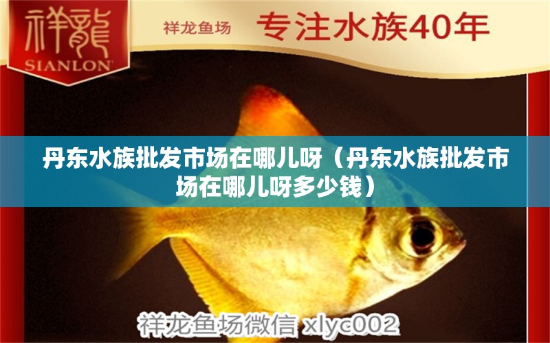 丹東水族批發(fā)市場在哪兒呀（丹東水族批發(fā)市場在哪兒呀多少錢） 觀賞魚水族批發(fā)市場