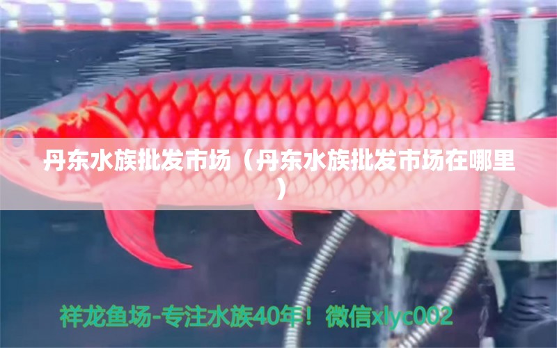 丹東水族批發(fā)市場（丹東水族批發(fā)市場在哪里） 觀賞魚水族批發(fā)市場