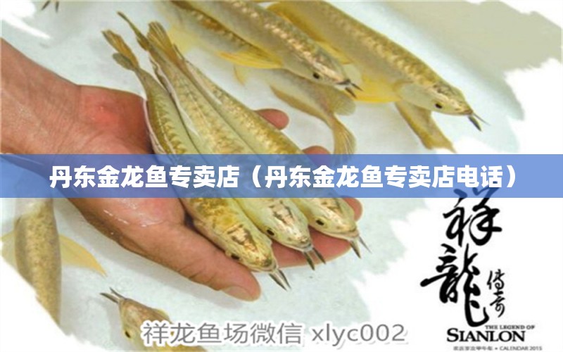 丹東金龍魚專賣店（丹東金龍魚專賣店電話）