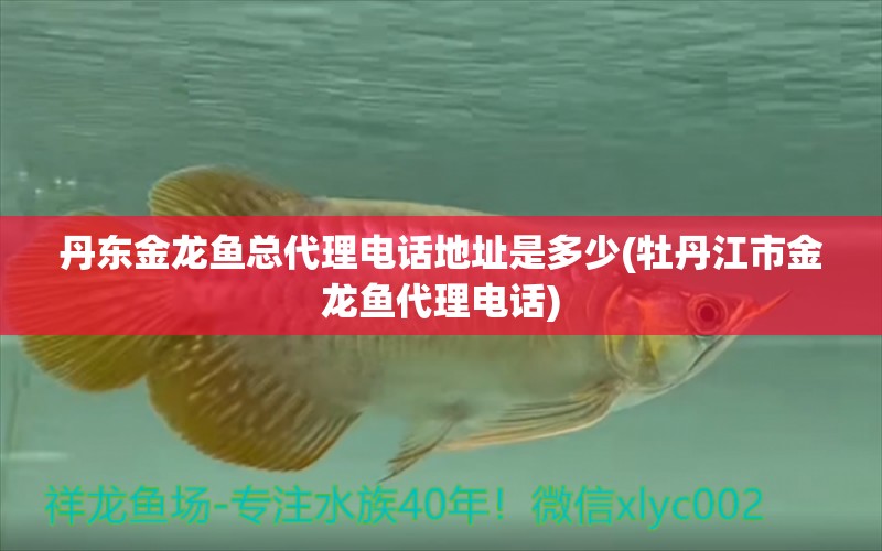 丹東金龍魚總代理電話地址是多少(牡丹江市金龍魚代理電話) 祥禾Super Red紅龍魚