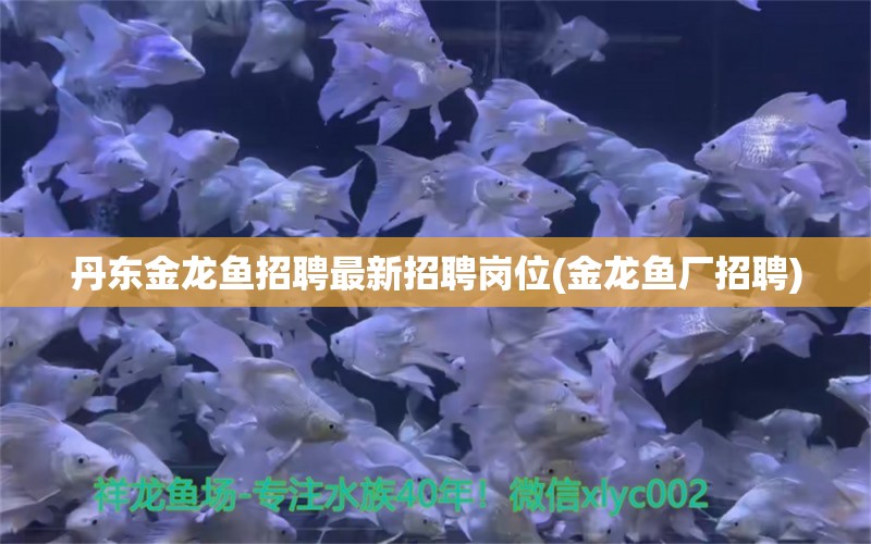 丹東金龍魚招聘最新招聘崗位(金龍魚廠招聘) 潛水泵