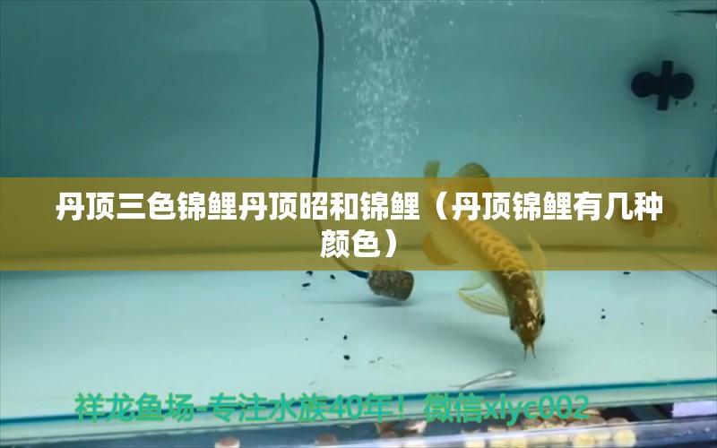 丹頂三色錦鯉丹頂昭和錦鯉（丹頂錦鯉有幾種顏色） 丹頂錦鯉魚