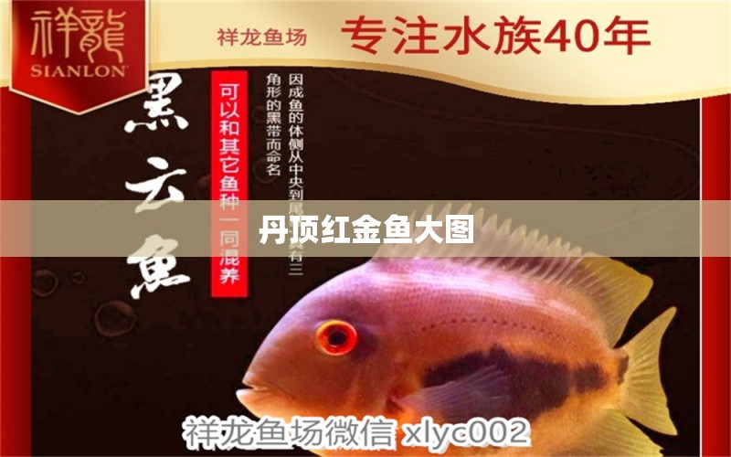 丹頂紅金魚大圖 龍魚批發(fā)