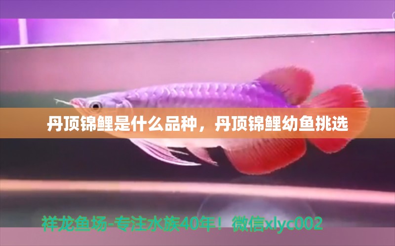 丹頂錦鯉是什么品種，丹頂錦鯉幼魚挑選