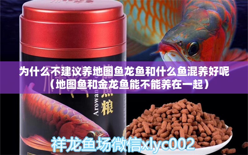 為什么不建議養(yǎng)地圖魚龍魚和什么魚混養(yǎng)好呢（地圖魚和金龍魚能不能養(yǎng)在一起） 黃金貓魚