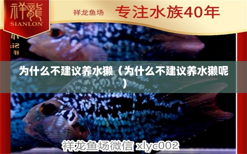 為什么不建議養(yǎng)水獺（為什么不建議養(yǎng)水獺呢） 觀賞魚市場（混養(yǎng)魚）