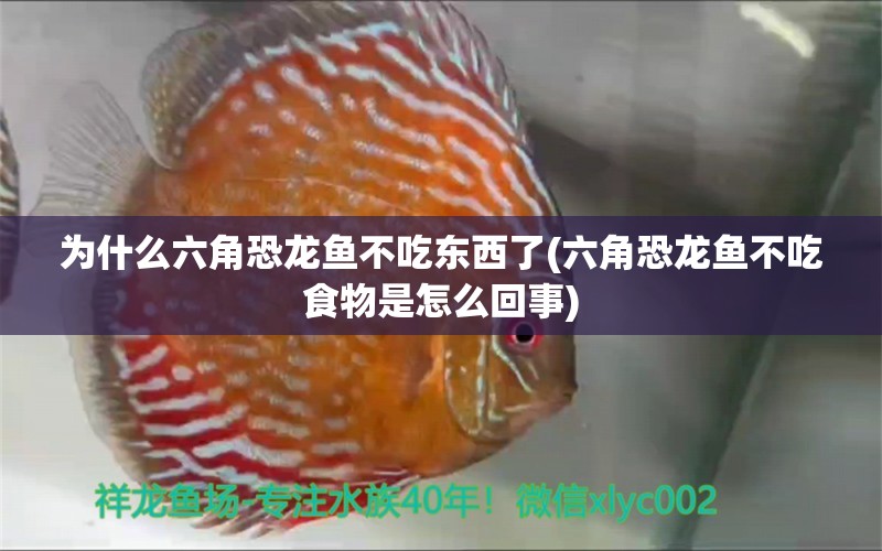 為什么六角恐龍魚(yú)不吃東西了(六角恐龍魚(yú)不吃食物是怎么回事) 水族世界