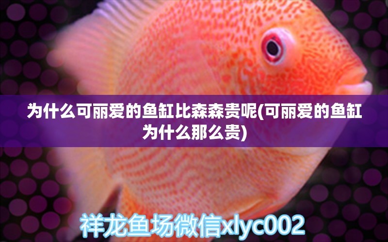 為什么可麗愛的魚缸比森森貴呢(可麗愛的魚缸為什么那么貴) 黃金河虎魚