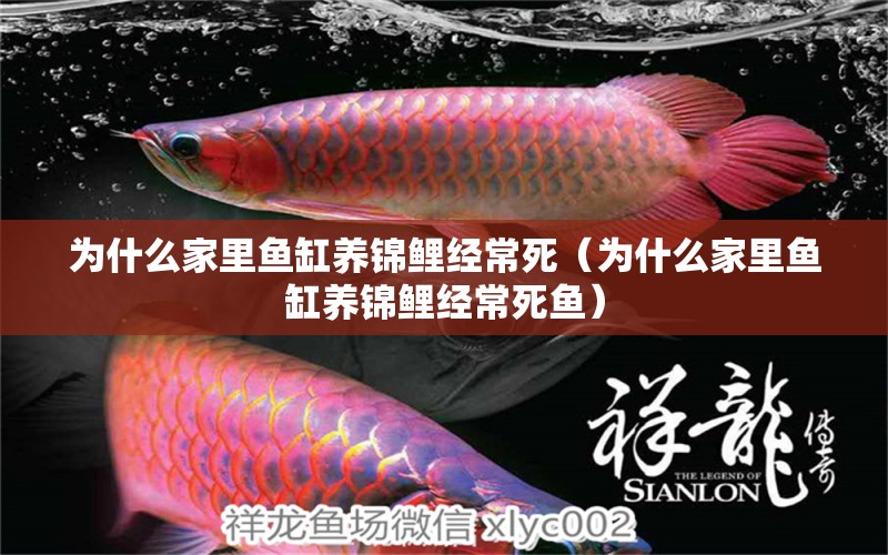 為什么家里魚缸養(yǎng)錦鯉經(jīng)常死（為什么家里魚缸養(yǎng)錦鯉經(jīng)常死魚） 觀賞魚市場（混養(yǎng)魚）