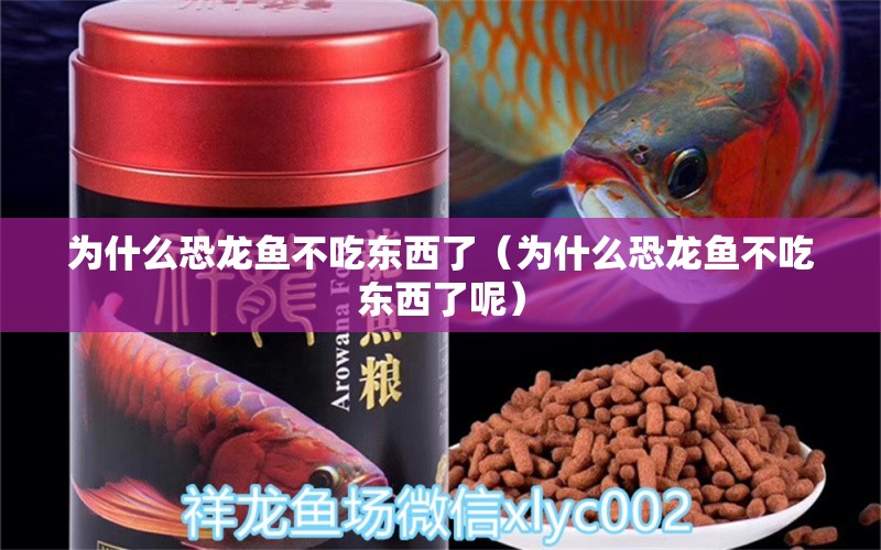 為什么恐龍魚不吃東西了（為什么恐龍魚不吃東西了呢） 祥龍水族醫(yī)院