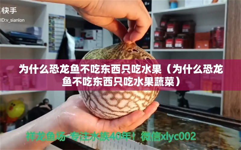 為什么恐龍魚不吃東西只吃水果（為什么恐龍魚不吃東西只吃水果蔬菜）