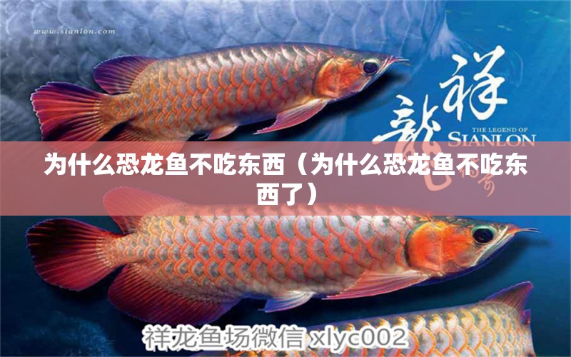 為什么恐龍魚不吃東西（為什么恐龍魚不吃東西了） 祥龍水族醫(yī)院