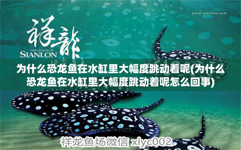 為什么恐龍魚在水缸里大幅度跳動(dòng)著呢(為什么恐龍魚在水缸里大幅度跳動(dòng)著呢怎么回事) 白玉紅龍魚