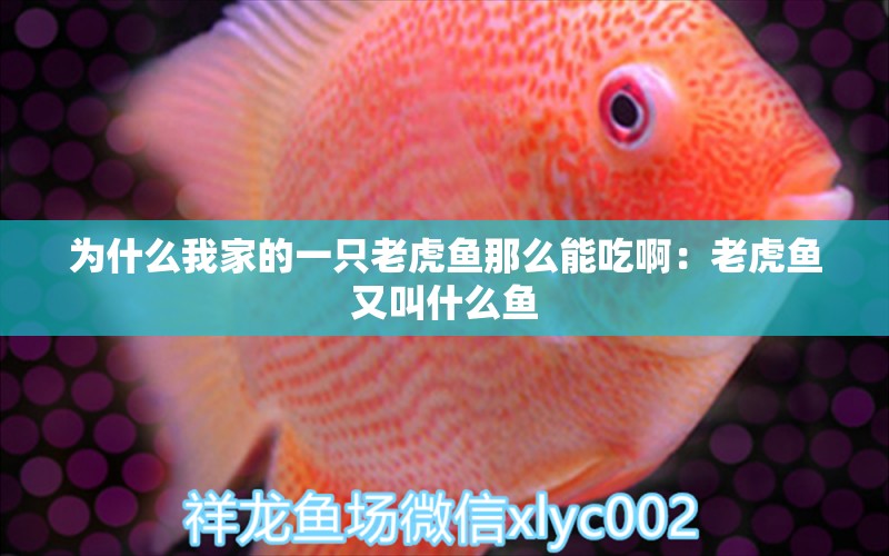 為什么我家的一只老虎魚那么能吃啊：老虎魚又叫什么魚 虎魚百科