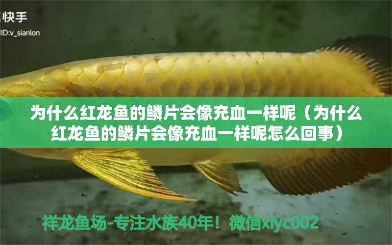 為什么紅龍魚的鱗片會像充血一樣呢（為什么紅龍魚的鱗片會像充血一樣呢怎么回事） 紅龍魚魚糧飼料