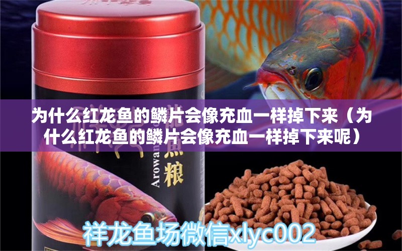 為什么紅龍魚的鱗片會像充血一樣掉下來（為什么紅龍魚的鱗片會像充血一樣掉下來呢）