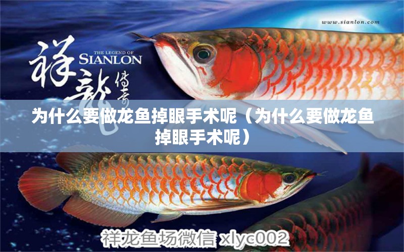 為什么要做龍魚掉眼手術(shù)呢（為什么要做龍魚掉眼手術(shù)呢）