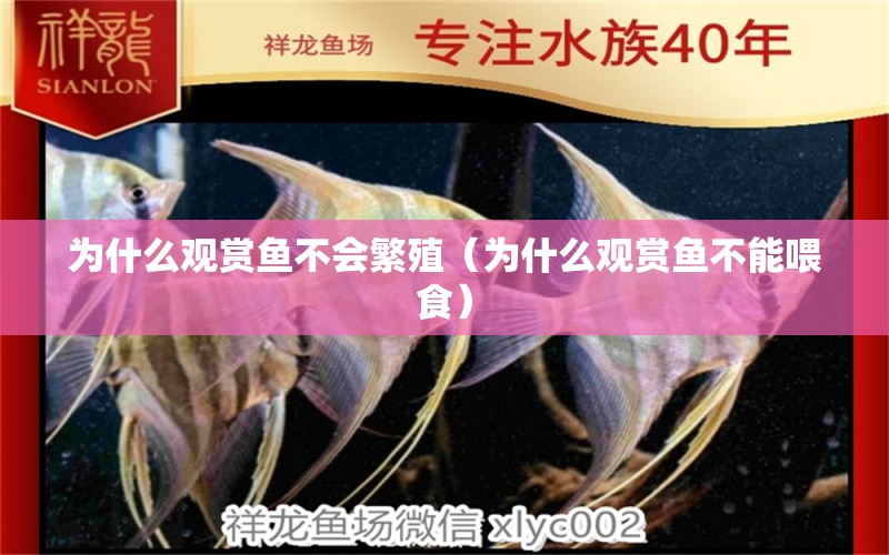 為什么觀賞魚不會繁殖（為什么觀賞魚不能喂食） 觀賞魚批發(fā)