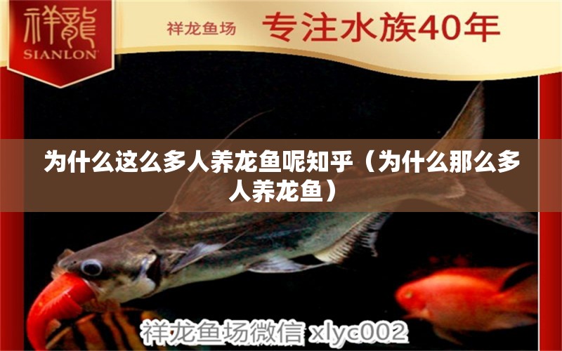 為什么這么多人養(yǎng)龍魚呢知乎（為什么那么多人養(yǎng)龍魚） 非洲象鼻魚 第1張