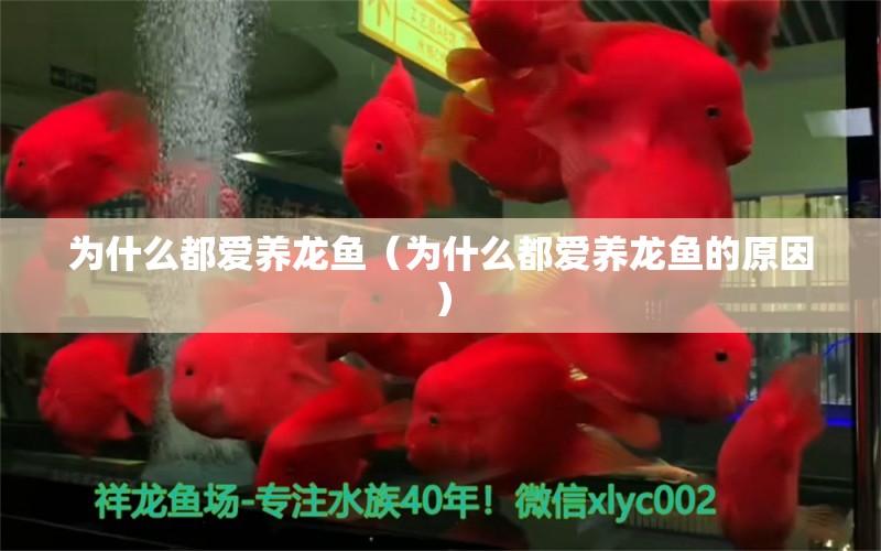 為什么都愛養(yǎng)龍魚（為什么都愛養(yǎng)龍魚的原因） 野生埃及神仙魚