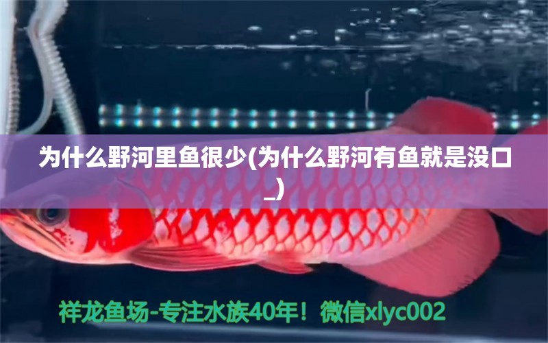 為什么野河里魚很少(為什么野河有魚就是沒口_) 銀龍魚苗