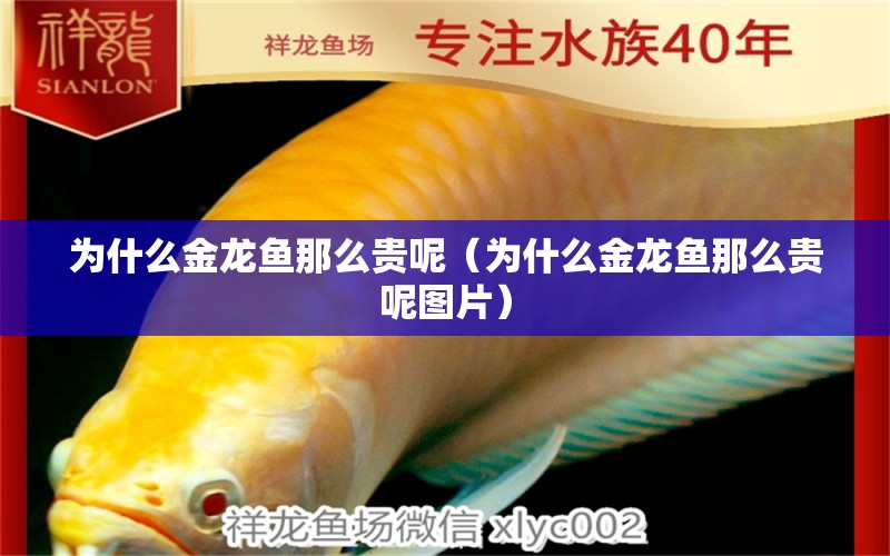 為什么金龍魚(yú)那么貴呢（為什么金龍魚(yú)那么貴呢圖片）