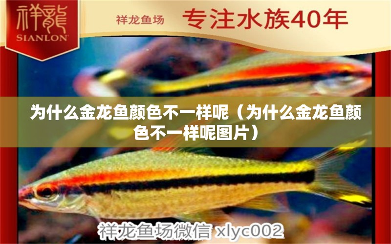 為什么金龍魚顏色不一樣呢（為什么金龍魚顏色不一樣呢圖片） 廣州龍魚批發(fā)市場