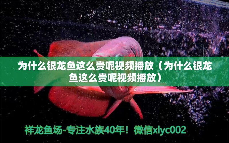 為什么銀龍魚這么貴呢視頻播放（為什么銀龍魚這么貴呢視頻播放） 銀龍魚