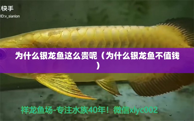 為什么銀龍魚這么貴呢（為什么銀龍魚不值錢）