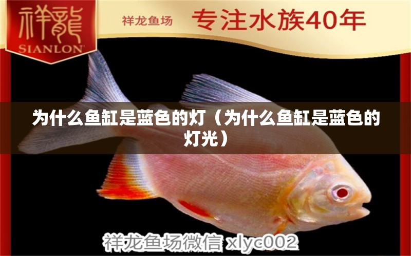 為什么魚(yú)缸是藍(lán)色的燈（為什么魚(yú)缸是藍(lán)色的燈光）