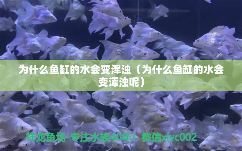 為什么魚缸的水會(huì)變渾濁（為什么魚缸的水會(huì)變渾濁呢） 祥龍水族醫(yī)院