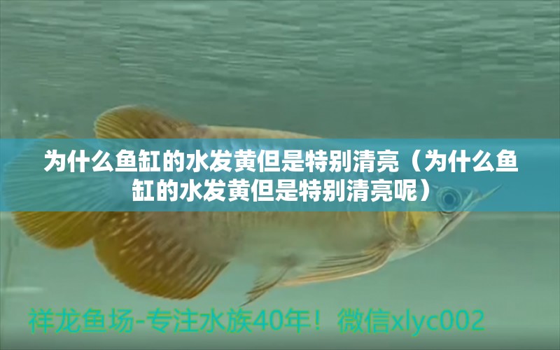 為什么魚缸的水發(fā)黃但是特別清亮（為什么魚缸的水發(fā)黃但是特別清亮呢） 觀賞魚市場（混養(yǎng)魚）