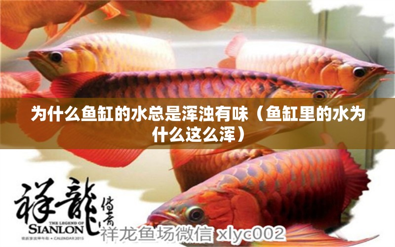 為什么魚缸的水總是渾濁有味（魚缸里的水為什么這么渾）