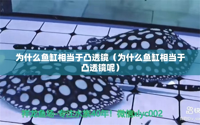 為什么魚(yú)缸相當(dāng)于凸透鏡（為什么魚(yú)缸相當(dāng)于凸透鏡呢）