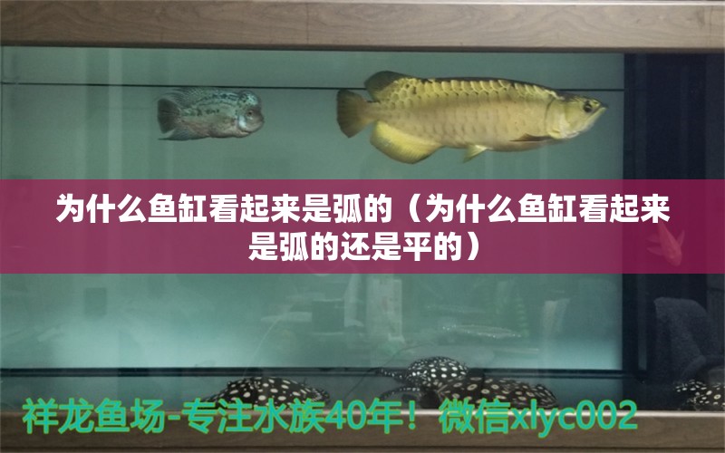 為什么魚缸看起來是弧的（為什么魚缸看起來是弧的還是平的）