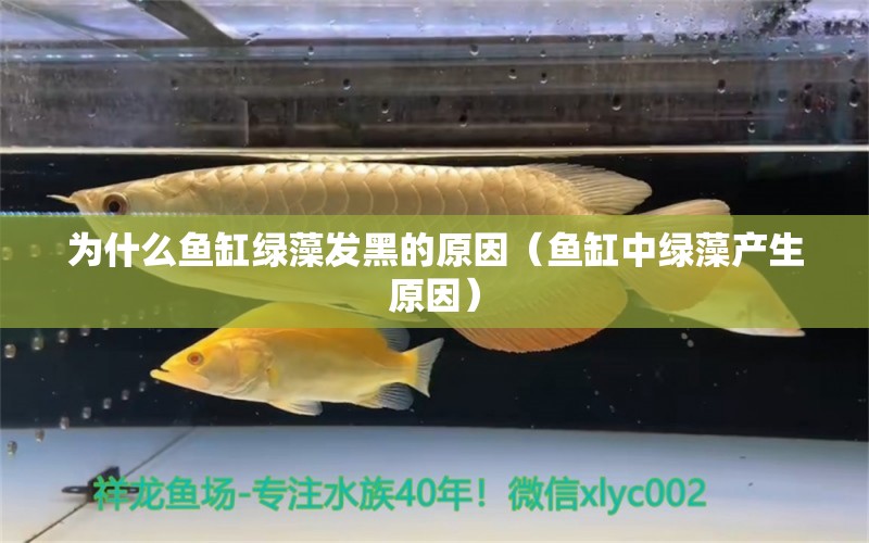 為什么魚缸綠藻發(fā)黑的原因（魚缸中綠藻產(chǎn)生原因）